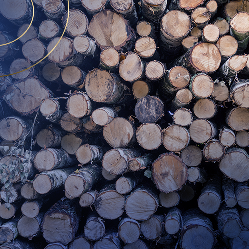 Mato Grosso e o Protagonismo na Madeira Nativa_